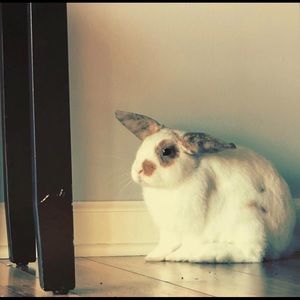 Meet your Posher, Gracen